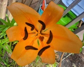 Enlarge photo 510