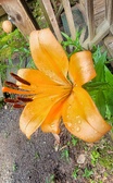 Enlarge photo 426