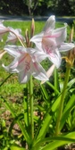 Enlarge photo 519