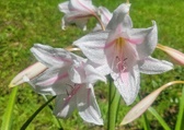 Enlarge photo 520