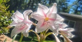 Enlarge photo 521