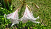 Enlarge photo 522