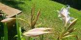 Enlarge photo 523