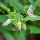Enlarge photo 531