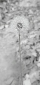 Enlarge photo 539