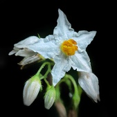 Enlarge photo 547