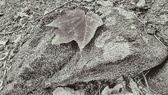 Enlarge photo 137