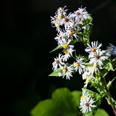 Enlarge photo 158