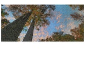 Enlarge photo 204