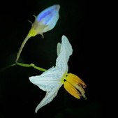 Enlarge photo 51