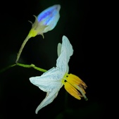 Enlarge photo 47