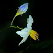Enlarge photo 46