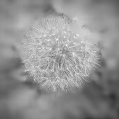 Enlarge photo 30