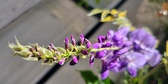 Enlarge photo 103