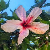 Enlarge photo 107