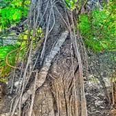 Enlarge photo 110