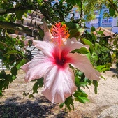 Enlarge photo 120