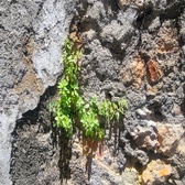 Enlarge photo 131