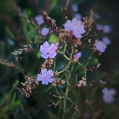 Enlarge photo 185