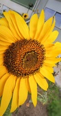 Enlarge photo 203