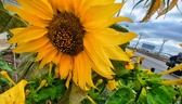 Enlarge photo 204