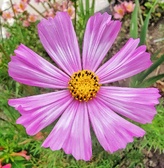Enlarge photo 205