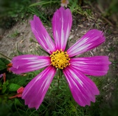 Enlarge photo 206