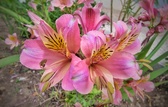 Enlarge photo 207
