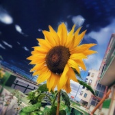 Enlarge photo 211