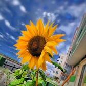 Enlarge photo 212