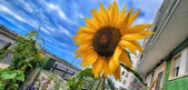 Enlarge photo 213