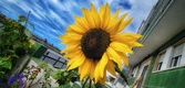 Enlarge photo 216