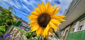Enlarge photo 215