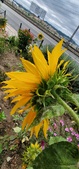 Enlarge photo 217
