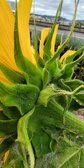 Enlarge photo 221