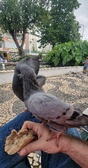 Enlarge photo 227