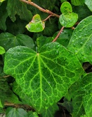 Enlarge photo 237