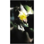 Enlarge photo 154