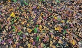 Enlarge photo 62