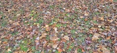 Enlarge photo 93