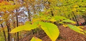 Enlarge photo 96