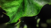 Enlarge photo 62