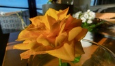 Enlarge photo 150