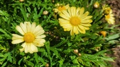 Enlarge photo 155