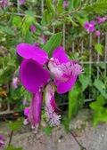Enlarge photo 238