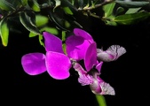 Enlarge photo 240