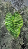 Enlarge photo 313