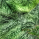 Enlarge photo 326