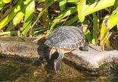 Enlarge photo 338