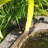 Enlarge photo 339